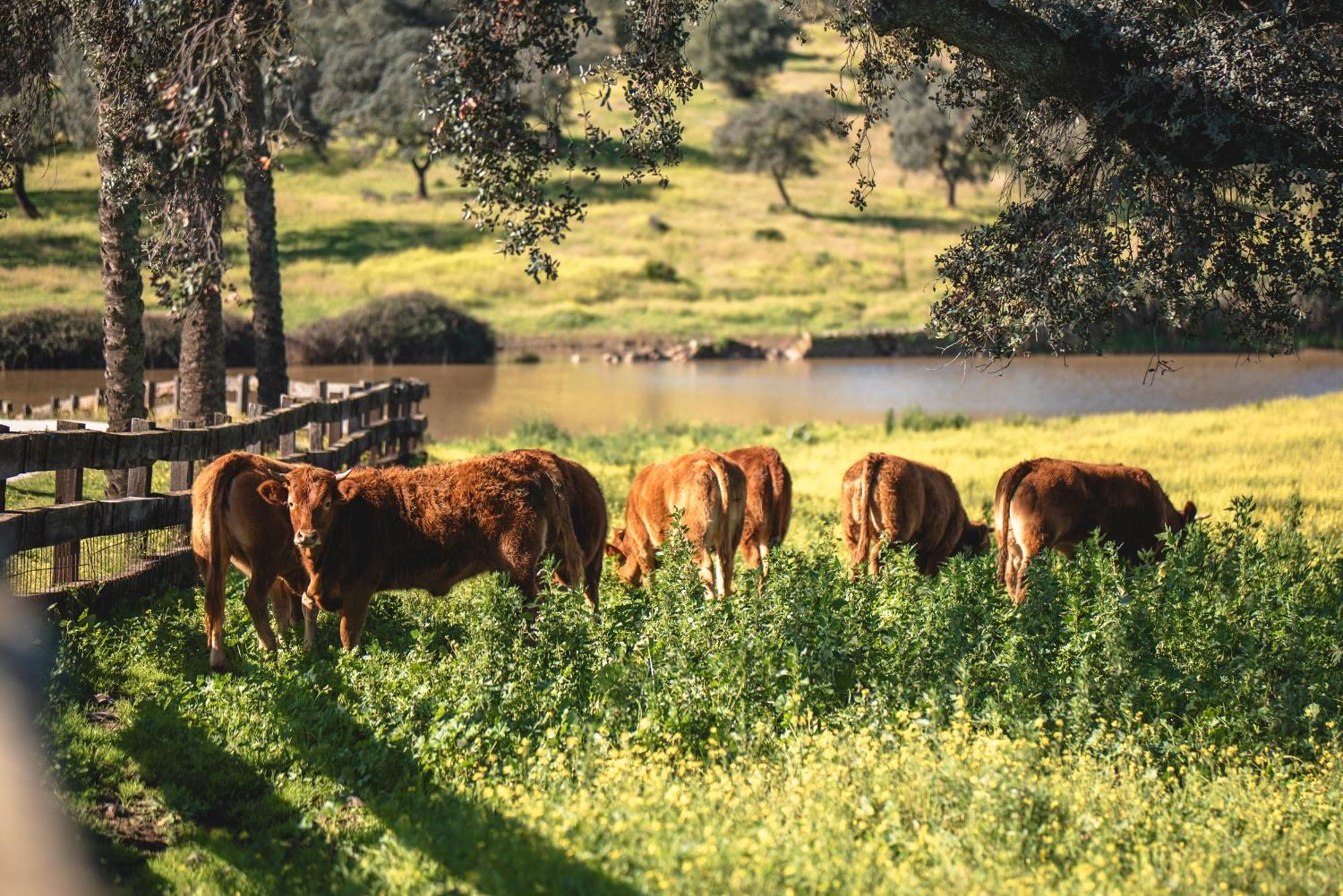 Alojamiento Rural Finca Barral El Garrobo Exteriér fotografie