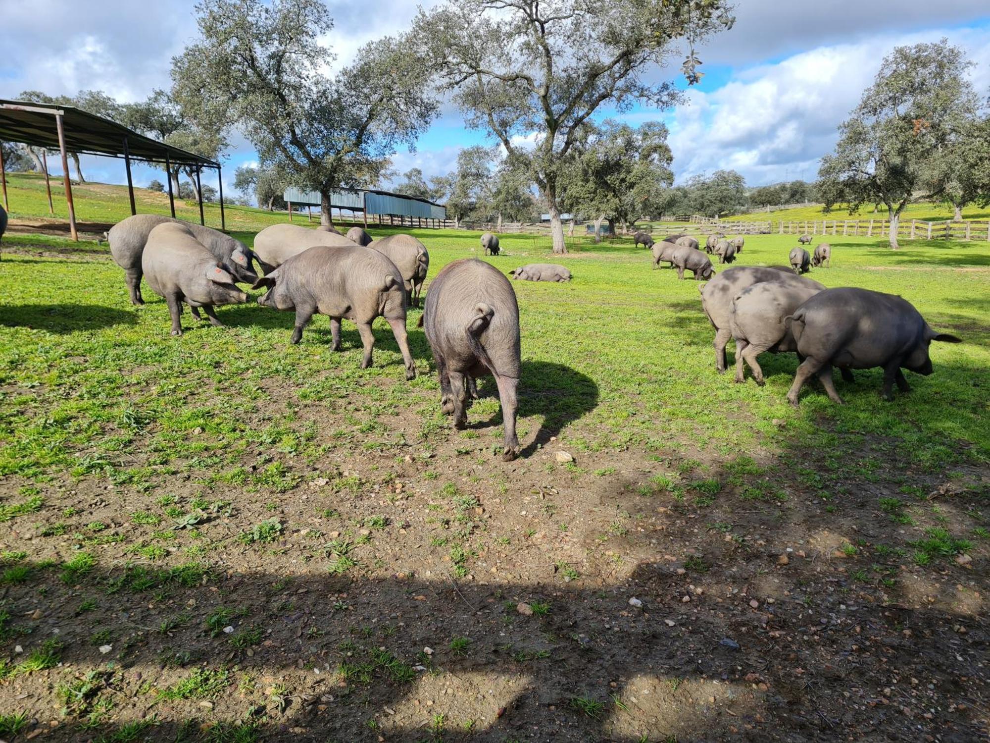 Alojamiento Rural Finca Barral El Garrobo Exteriér fotografie